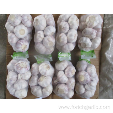 Fresh Normal White Garlic Size 5.0 Crop 2019